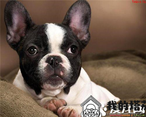 法国斗牛犬好训练吗 2个月开始为黄金时间