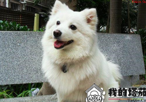 如何训练银狐犬大小便 在外面排便给予食物奖励