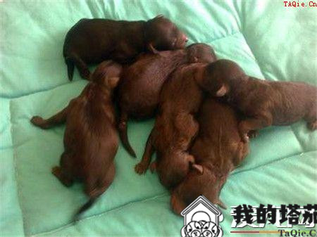 贵宾犬训练难度 贵宾犬十分容易训练的狗狗