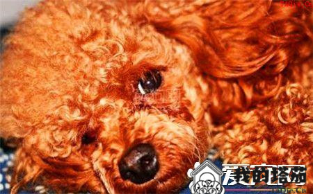 贵宾犬训练难度 贵宾犬十分容易训练的狗狗