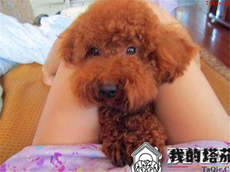 贵宾犬训练难度 贵宾犬十分容易训练的狗狗