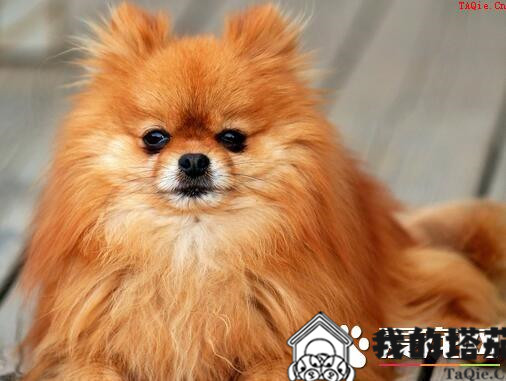 博美犬会咬人吗 训练博美犬不咬人的方法