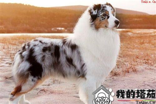 博美犬会咬人吗 训练博美犬不咬人的方法