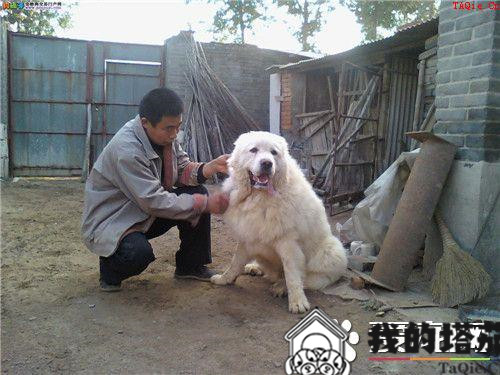 大白熊犬会护主吗 训练大白熊犬护主的方法