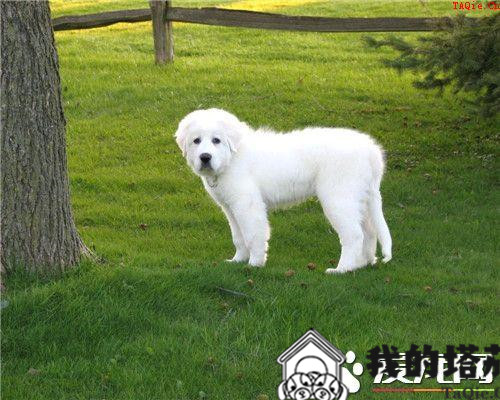 大白熊犬好训练吗 大白熊犬怎么训练