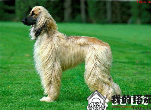 阿富汗猎犬小时候怎么驯养 驯养前先了解其个性特征