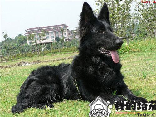 比利时牧羊犬怎么教 怎么训练比利时牧羊犬