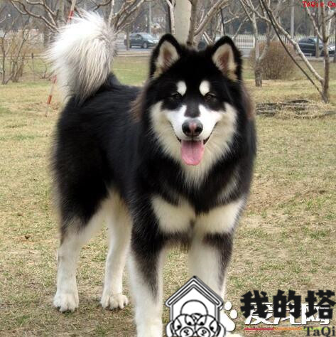 阿拉斯加雪橇犬幼犬训练 要和它建立真诚的友谊