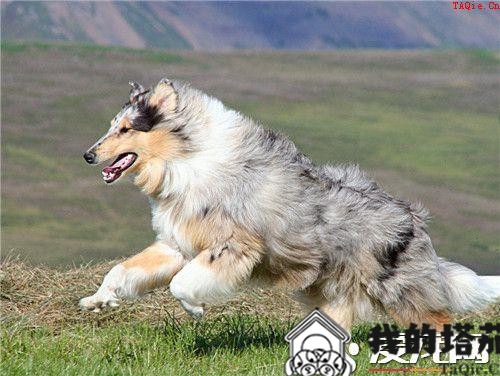 苏格兰牧羊犬训练便便 在固定地点大小便