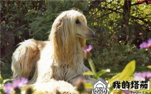 阿富汗猎犬不听话 不提倡采取“棍棒”教育