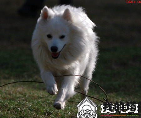 银狐犬训练方法 喂食是个很好的机会