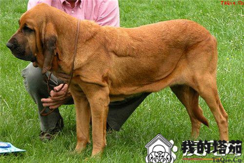 训练巴哥犬坐 纠正坏习惯时要持久和坚决