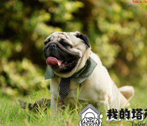 巴哥犬粘人程度 最好要从幼犬开始训练