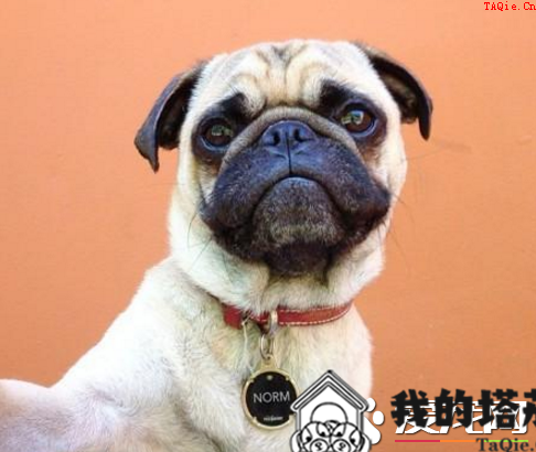 巴哥犬粘人程度 最好要从幼犬开始训练