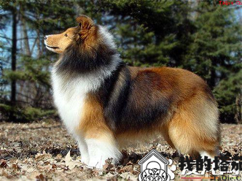 训练喜乐蒂牧羊犬 训练时要给爱犬套上狗绳