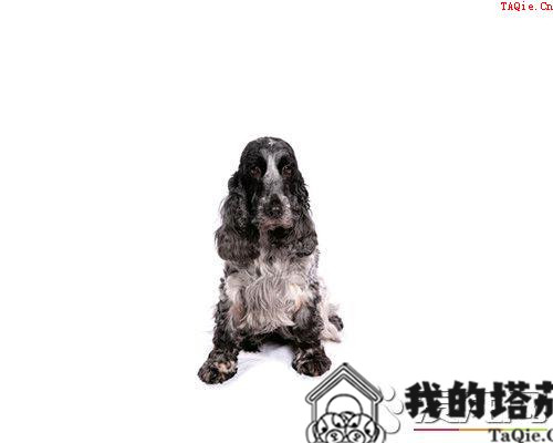 英国可卡犬怎么驯养 应当用亲切的言行予以表扬