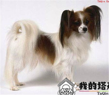 蝴蝶犬感冒 怎么知道蝴蝶犬是否生病