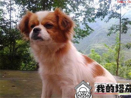 蝴蝶犬感冒 怎么知道蝴蝶犬是否生病