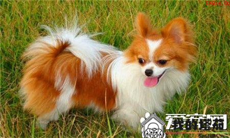 蝴蝶犬感冒 怎么知道蝴蝶犬是否生病