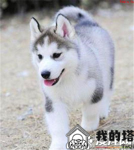 哈士奇犬瘟热怎么治疗 犬瘟热预防与控制