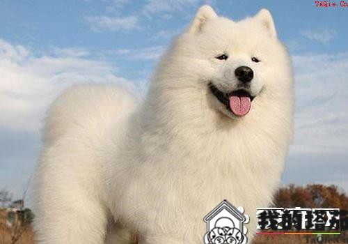 萨摩耶犬咳嗽 主要是由于气温差变化较大引起