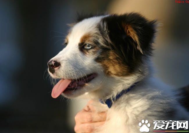 蝴蝶犬出血 蝴蝶犬出血如何处理以及解决方法