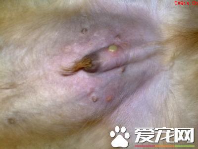 金毛寻回犬病症 寄生虫性皮肤病是常见的病症