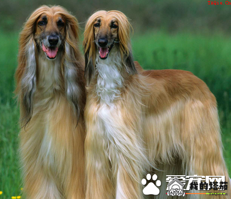 阿富汗猎犬怎么美容 足爪都有羽状饰毛