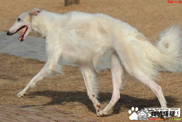 苏俄猎狼犬介绍 是一种体格结实的大型犬