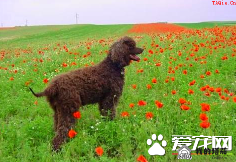 爱尔兰雪达犬掉毛程度 以及毛发护理