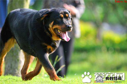 罗威纳犬皮肤病怎么办 皮肤病的治疗方法