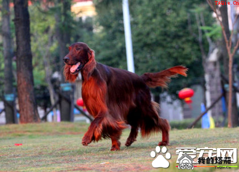 爱尔兰雪达犬智商 过多依赖于驯养者