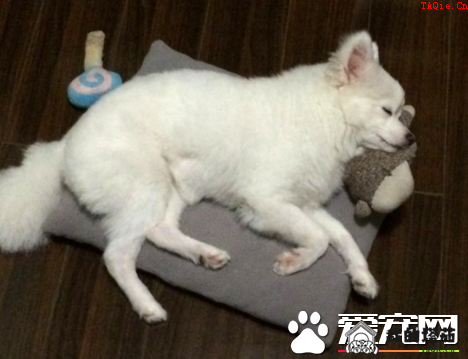 银狐犬配种 银狐犬狗窝的保养方法