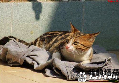 猫为什么会得猫藓 猫癣原因及防治方法