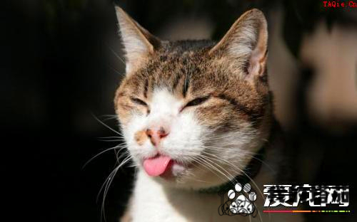 猫咪什么时候做绝育 猫咪绝育的风险来自哪里