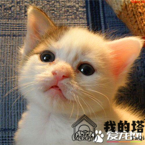 为什么要给猫做绝育 猫绝育后的护理和绝育误区