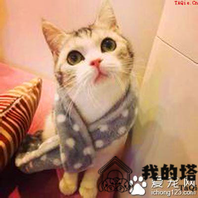 猫发情会吐吗 一般情况下是不会呕吐的