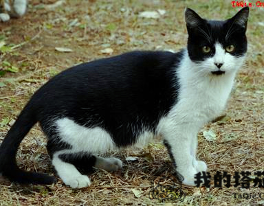 被流浪猫抓伤怎么办 最好去打狂犬针