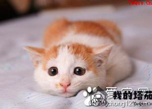 小猫吐了怎么办 4个原因易致猫猫呕吐