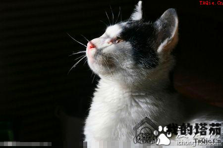 母猫难产怎么办 按摩猫咪的腹部加速收缩