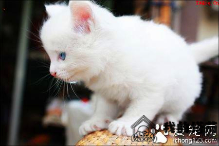 小猫叫春怎么办 可以帮猫咪做绝育手术