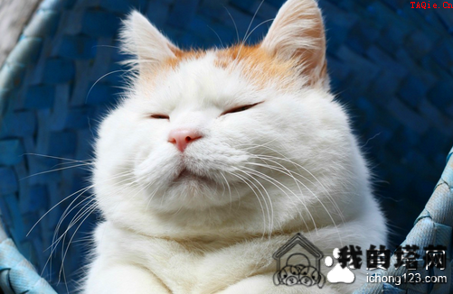 猫得了破伤风怎么办 平时应防止猫外伤