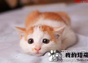 猫得肠胃炎会死吗 注意饮食食具的卫生