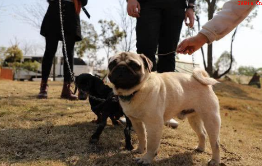 孕期小狗食欲不振不断多长时间