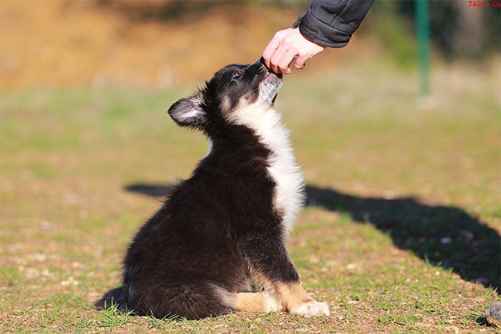 训犬教程：狗狗学习培训超级技能的4个流程！