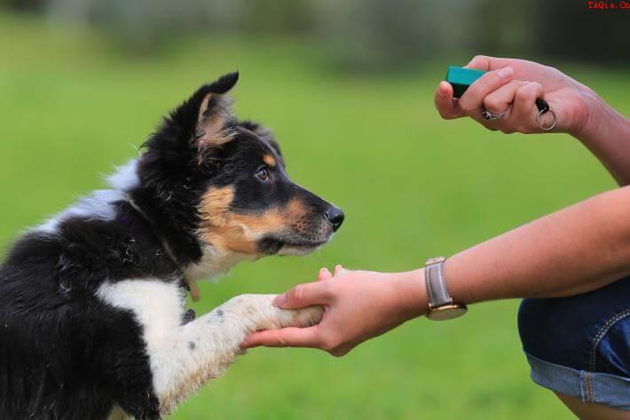 训犬教程：狗狗学习培训超级技能的4个流程！