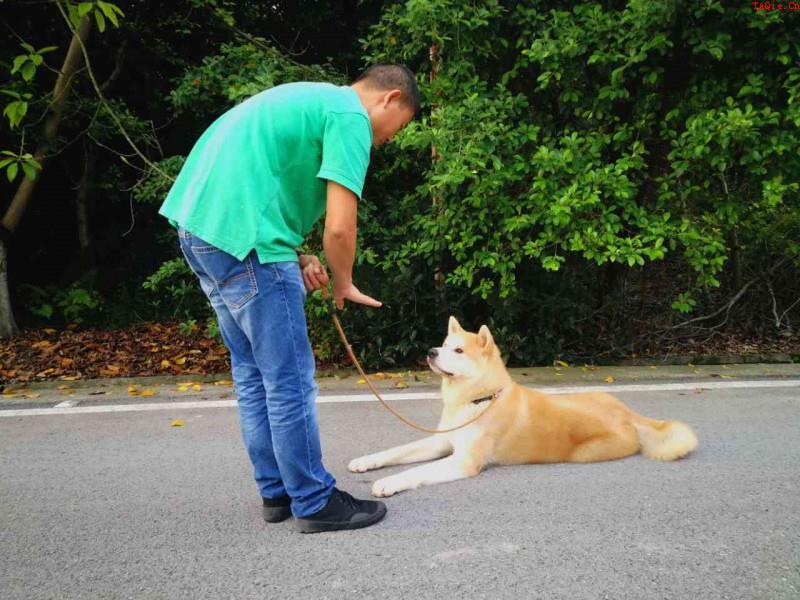 训犬教程：狗狗学习培训超级技能的4个流程！