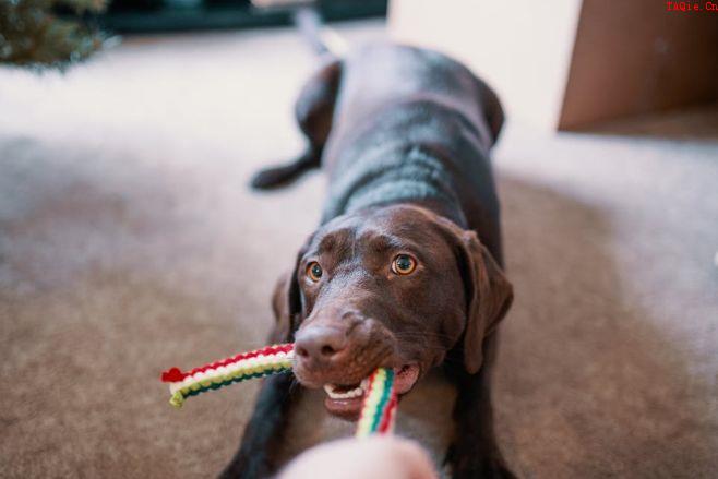 训炼幼犬要遵照的三个标准