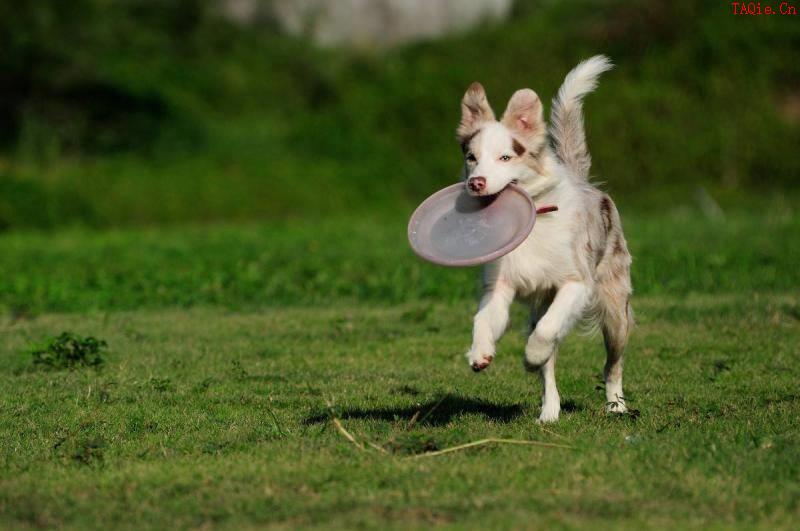 适合家养的中型犬