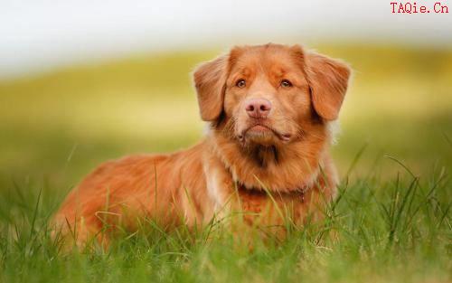 适合家养的中型犬